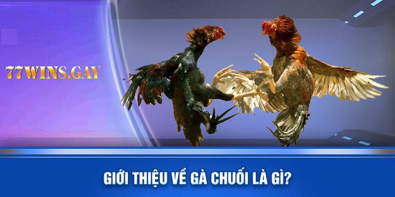 Giới thiệu về gà chuối là gì?