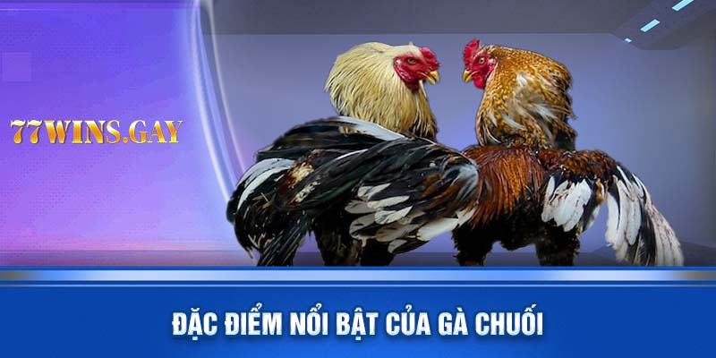 Đặc điểm nổi bật của gà chuối