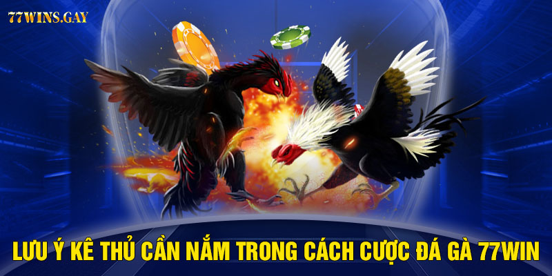 Lưu ý kê thủ cần nắm trong cách cược đá gà 77WIN